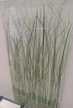 Laminiertes Glas mit natürlichem Gras, 1000 x 500 x 11 mm Laminiertes Glas mit natürlichem Gras, 1000 x 500 x 11 mm