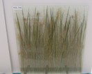 Laminiertes Glas mit natürlichem Gras, 920 x 855 x 16 mm Laminiertes Glas mit natürlichem Gras, 920 x 855 x 16 mm