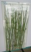 Laminiertes Glas mit natürlichem, gemischten Gras zwischen Glas, 1000 x 500 x 11 mm Laminiertes Glas mit natürlichem, gemischten Gras zwischen Glas, 1000 x 500 x 11 mm