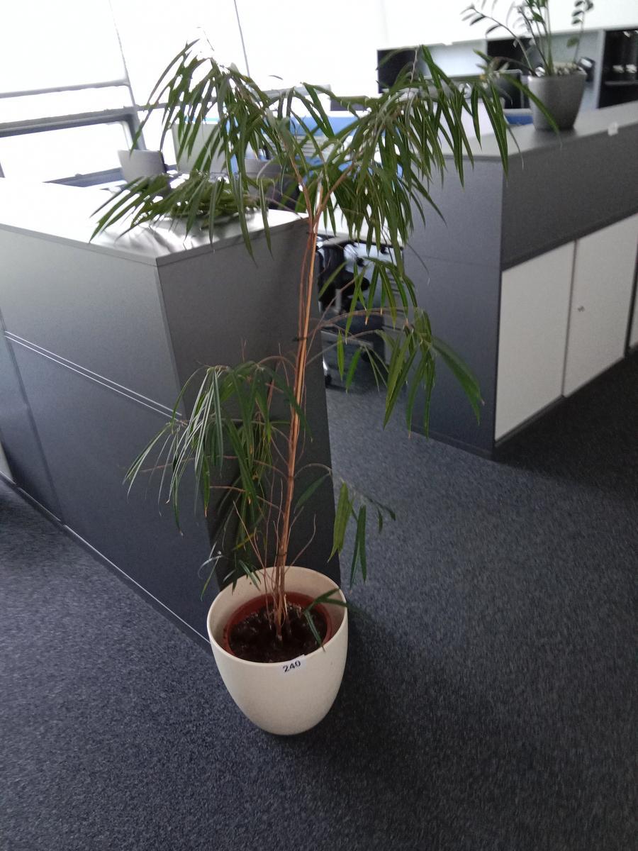 Topfpflanze?d=2025-06-16 09:33:26