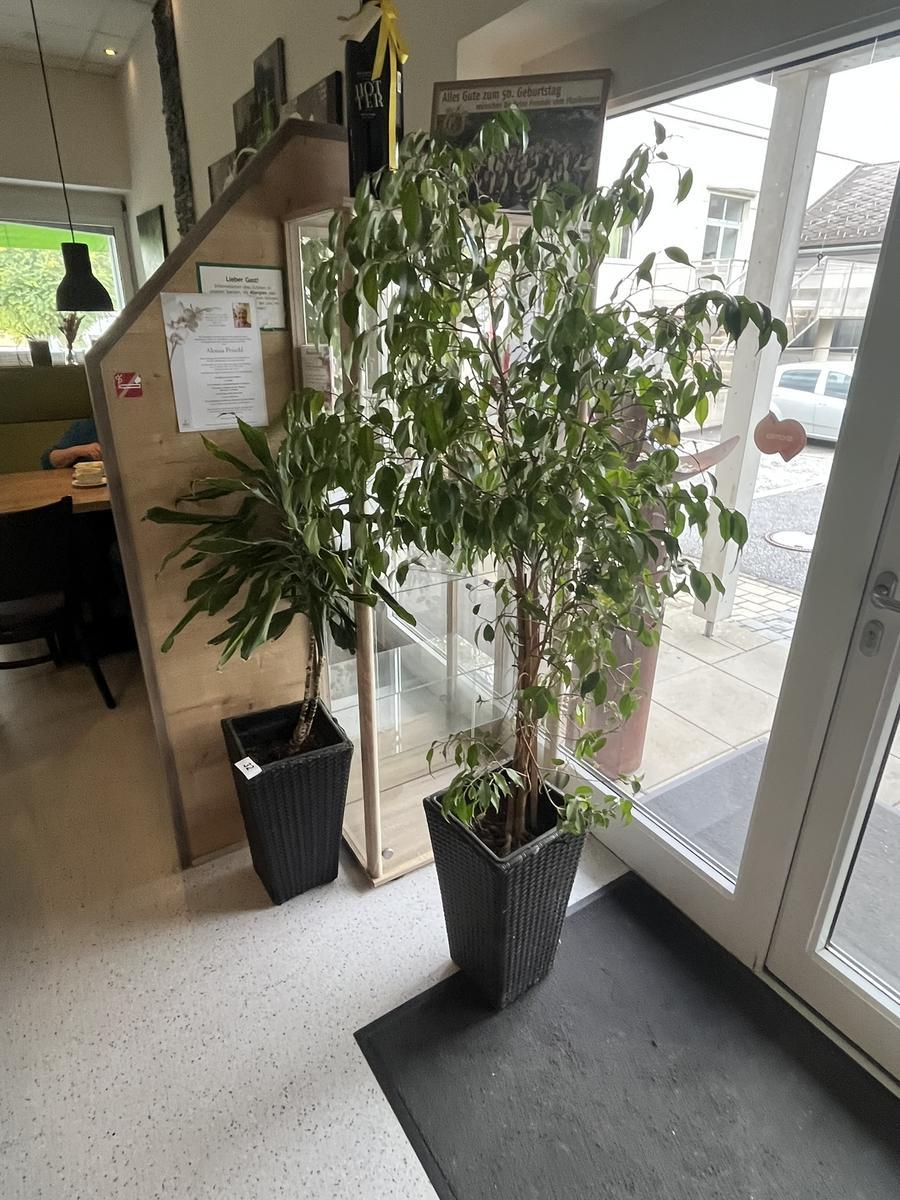 4 Stück DEKO Pflanzentöpfe?d=2025-12-12 11:30:26