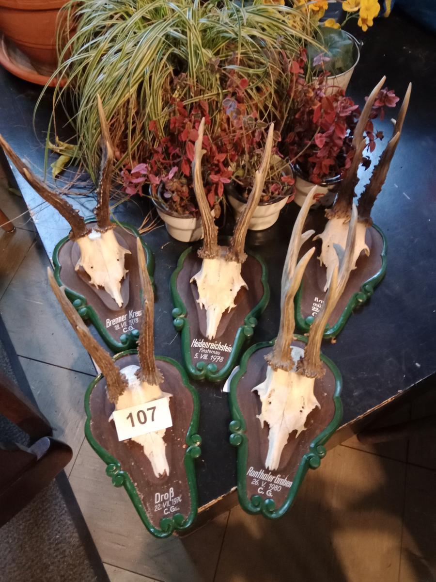 5 St&uuml;ck Troph&auml;en Krickerl?d=2026-01-30 01:37:58