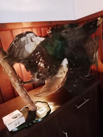 2 Stück Auerhahn Präparate 2 Stück Auerhahn Präparate