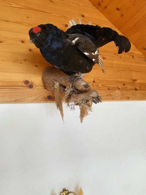 Birkhahn ausgestopft am Holz?d=2026-02-28 01:06:45