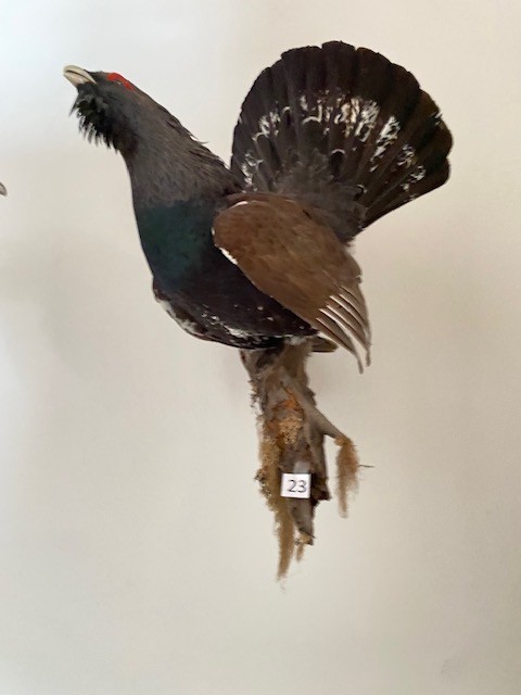 Ein Auerhahn ausgestopft?d=2026-02-28 01:06:38