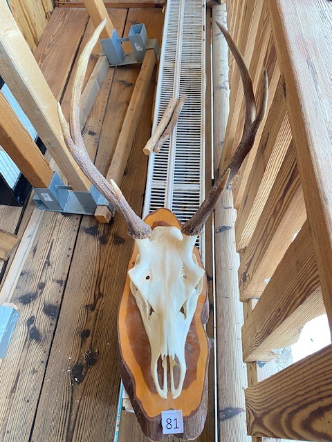 Hirsch Troph&auml;e?d=2026-02-28 02:31:28