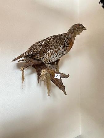 Eine Auerhenne ausgestopft