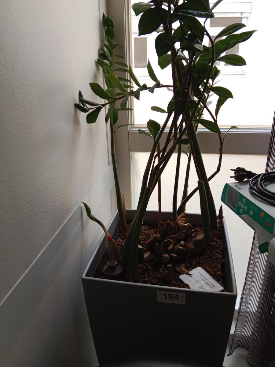 2 Stk. Hydropflanzen, ca. 40x40x75cm?d=2026-03-09 22:31:15