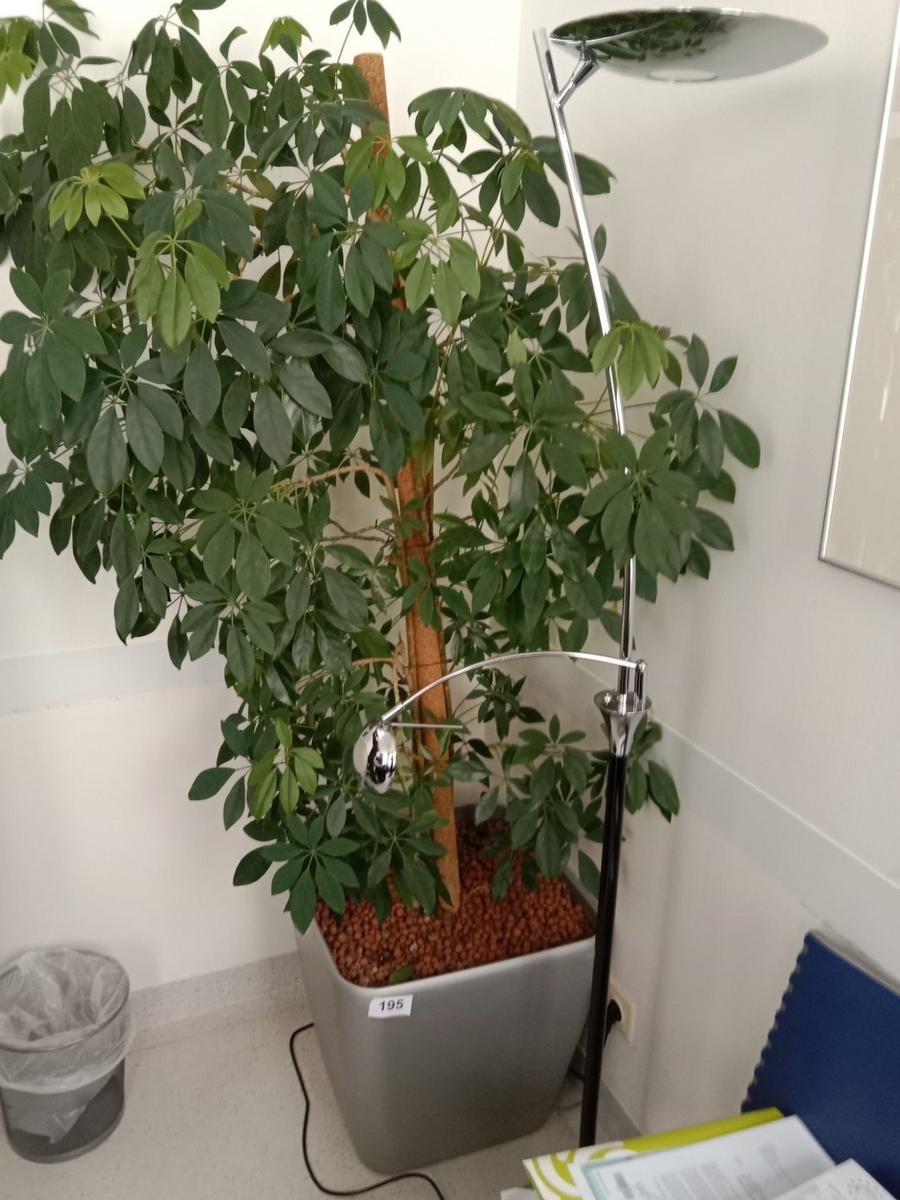 1 Stk. Hydropflanze, ca. 50x50x50cm?d=2026-03-09 22:30:36