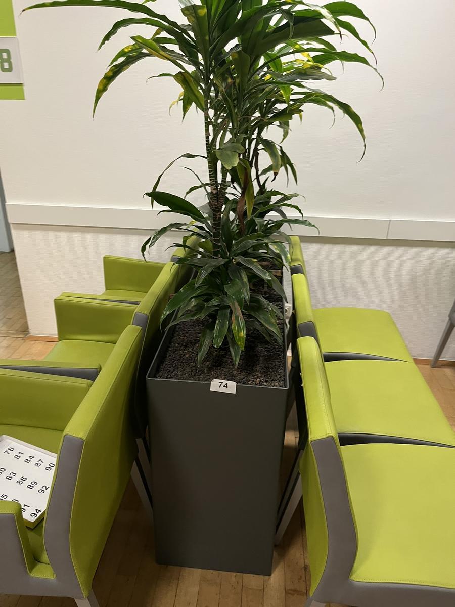 Hydro Plfanze inkl. Pflanzengaf&auml;&szlig;, 120x40x75cm, Metall?d=2026-03-09 22:30:45