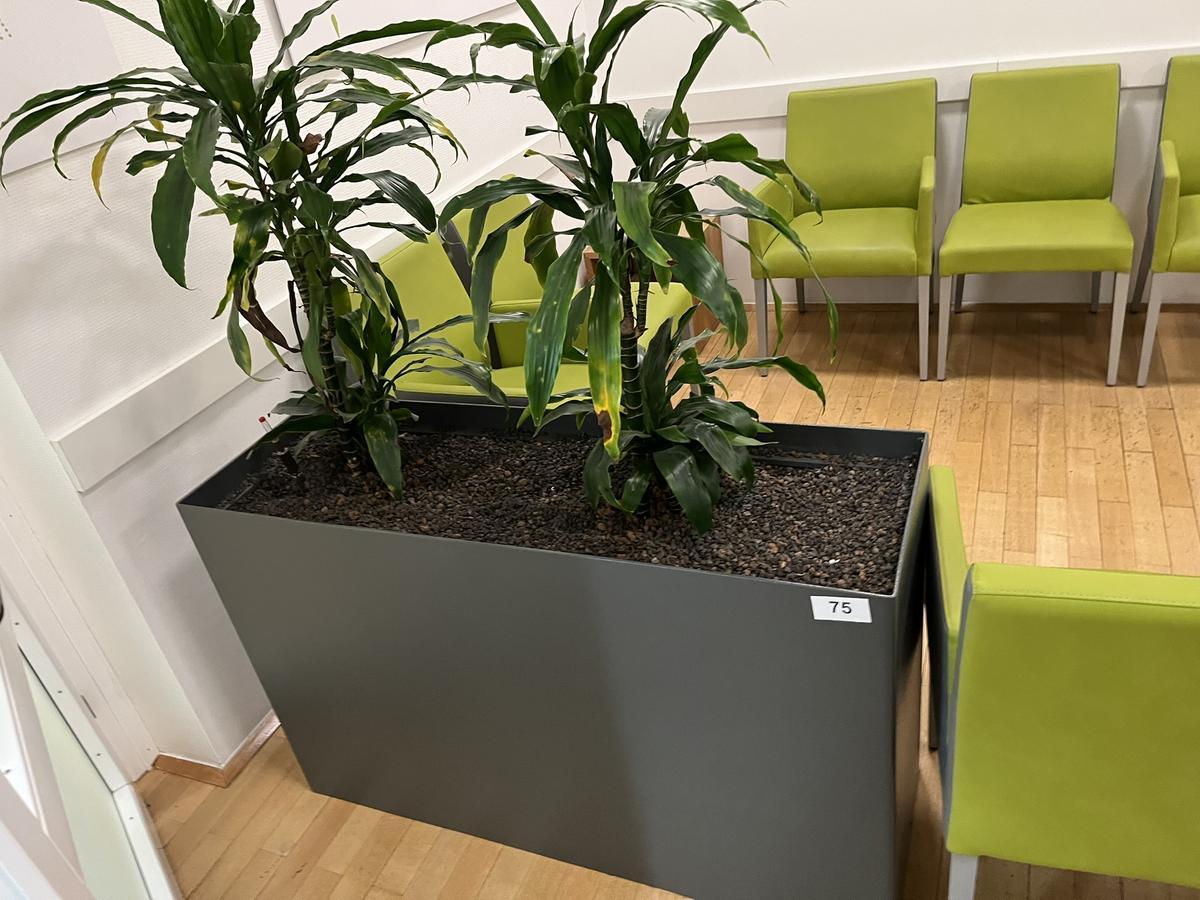 Hydro Plfanze inkl. Pflanzengaf&auml;&szlig;, 120x40x75cm, Metall?d=2026-03-09 22:30:34