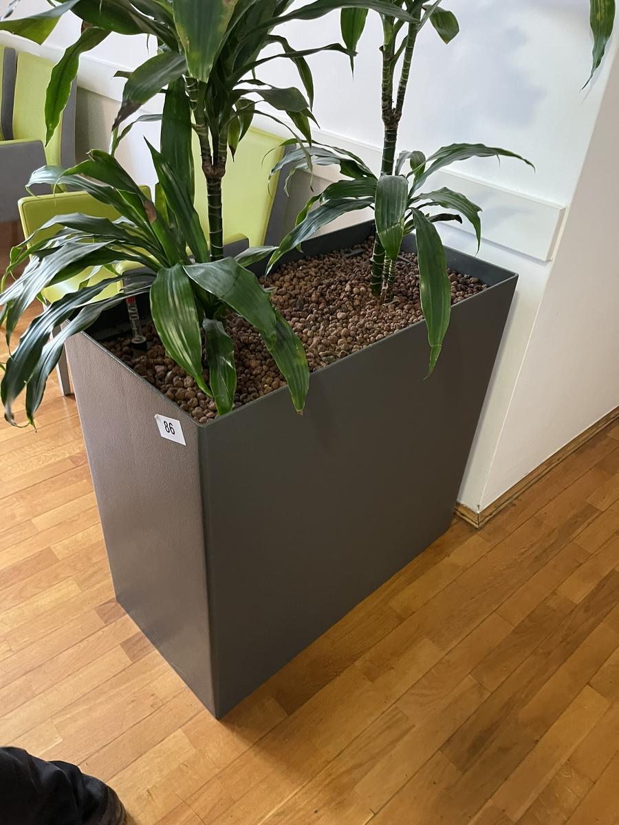 Hydro Pflanze, ca. 80x40x75cm