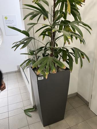 Hydro Pflanze, ca. 50x50x95cm