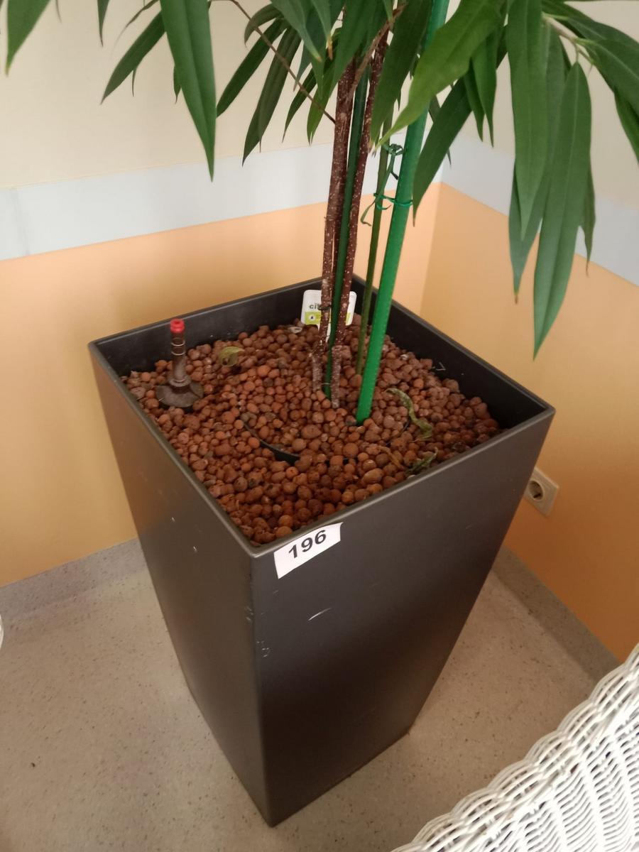 Hydro Pflanze ca. 40x40x75cm