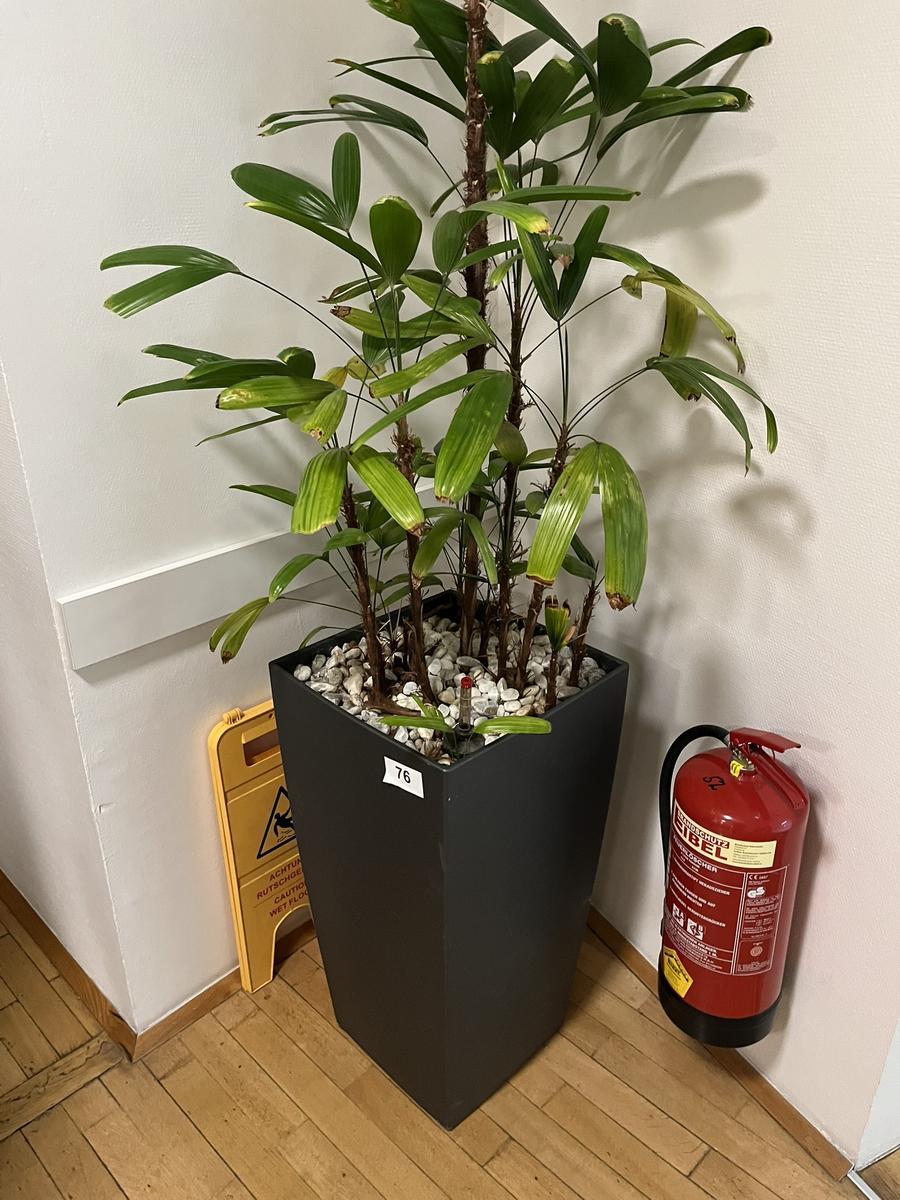 Hydro Pflanze 40x40x75cm, Plastik/Kunststoff?d=2026-03-13 22:41:26