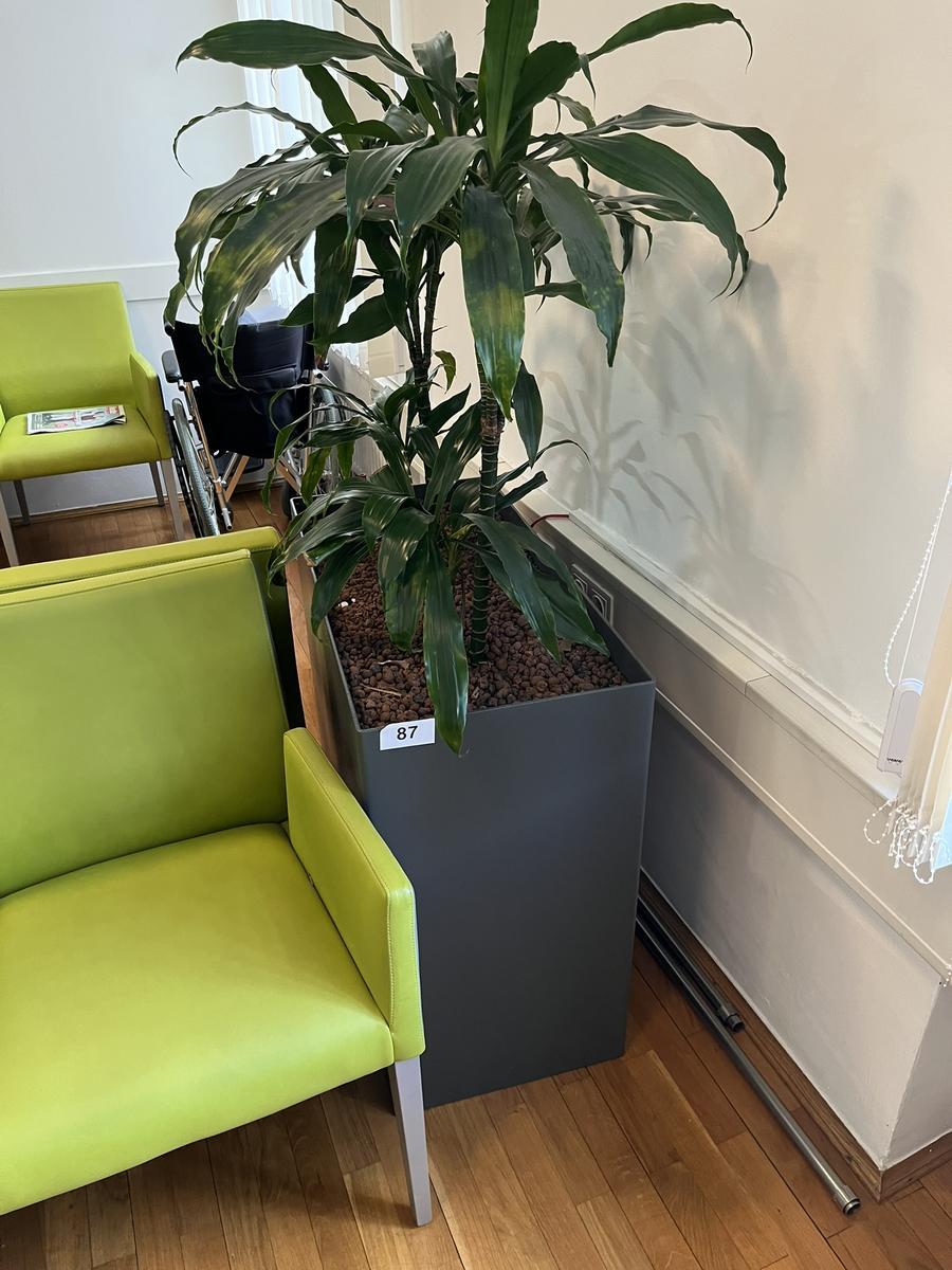 Hydro Pflanze, ca. 80x40x75cm?d=2026-03-13 22:39:01