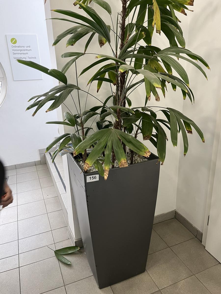 Hydro Pflanze, ca. 50x50x95cm