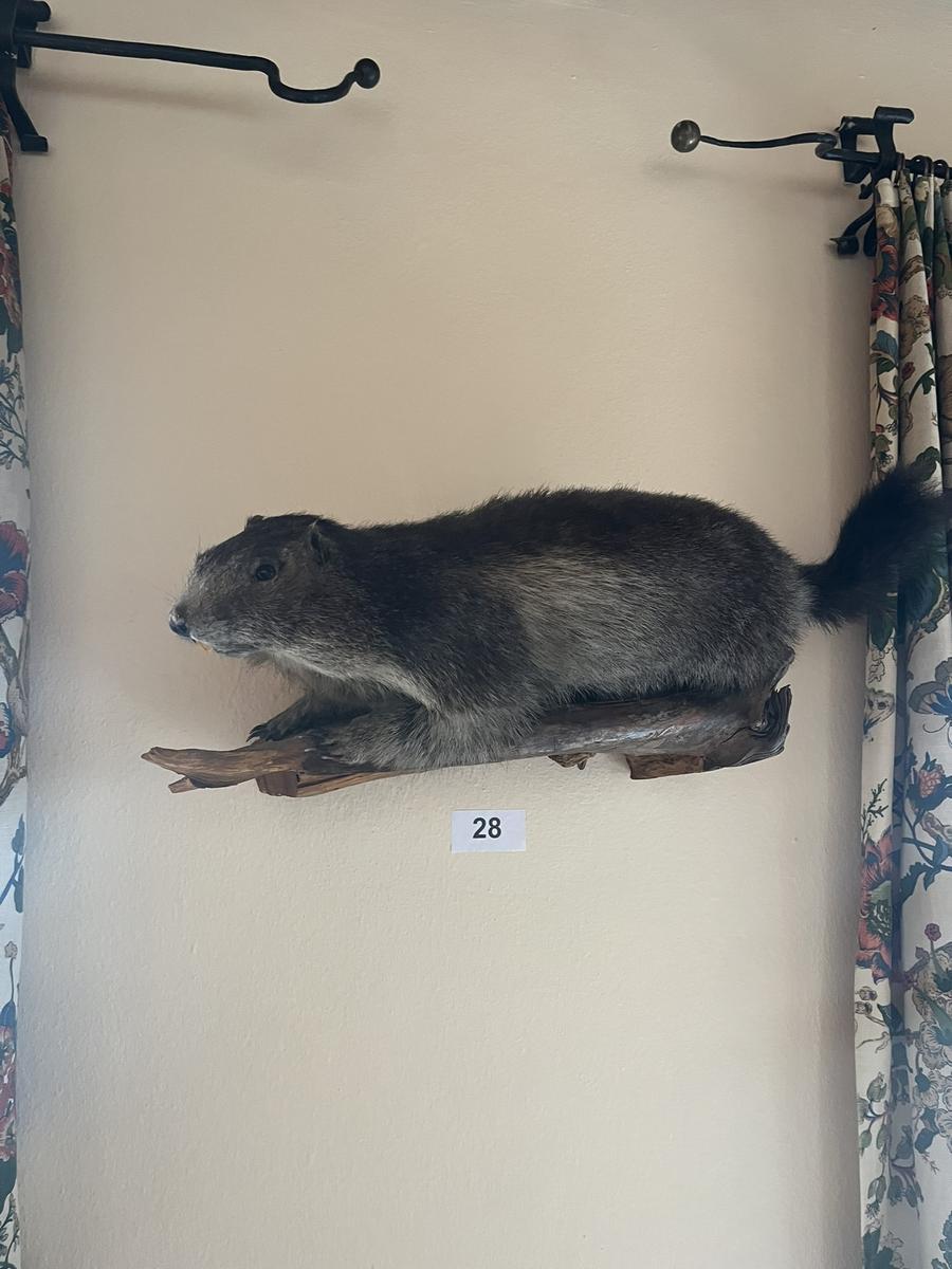 ausgestopftes Murmeltier