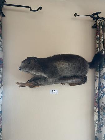 ausgestopftes Murmeltier