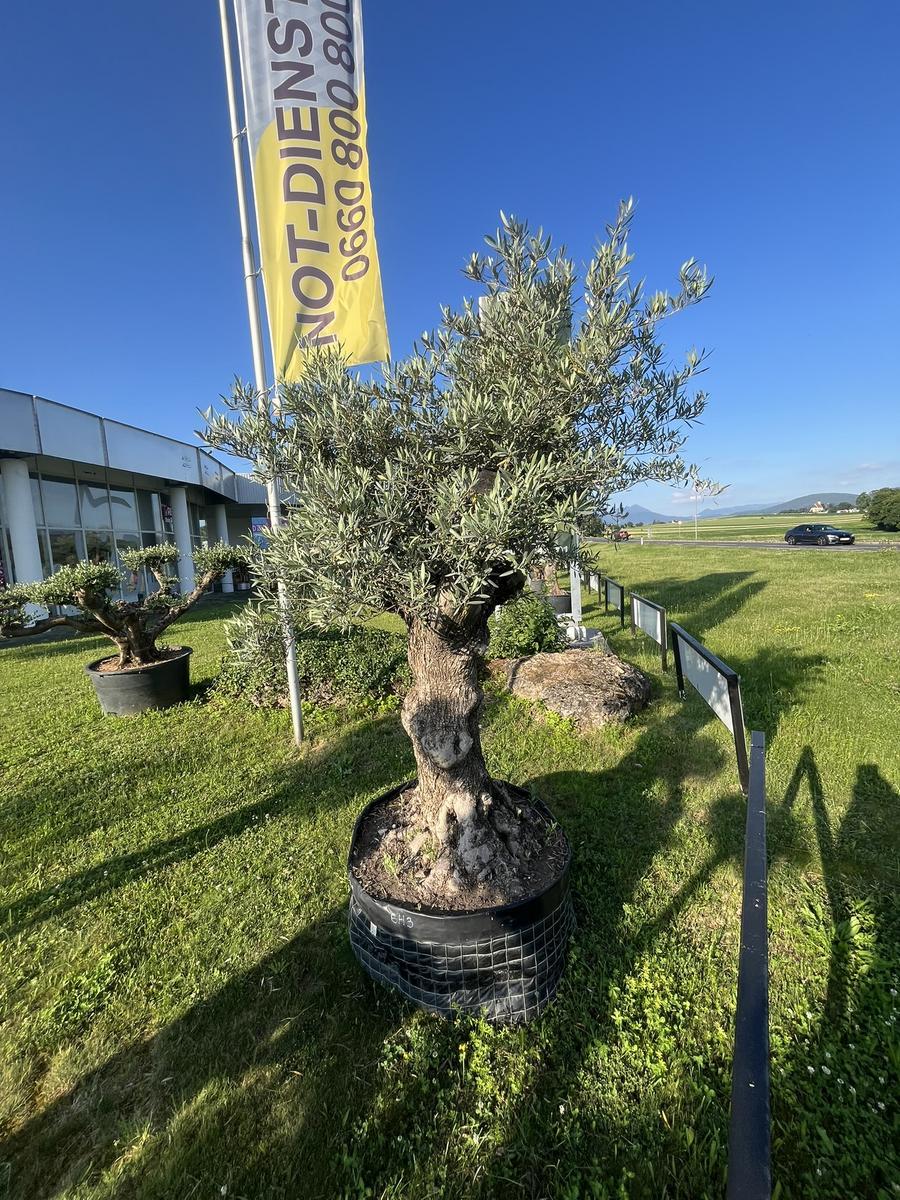 Olivenbaum, Herkunft Spanien, BH3, Stammumfang 120-130 cm, H&ouml;he 220 cm?d=2026-06-26 21:33:27