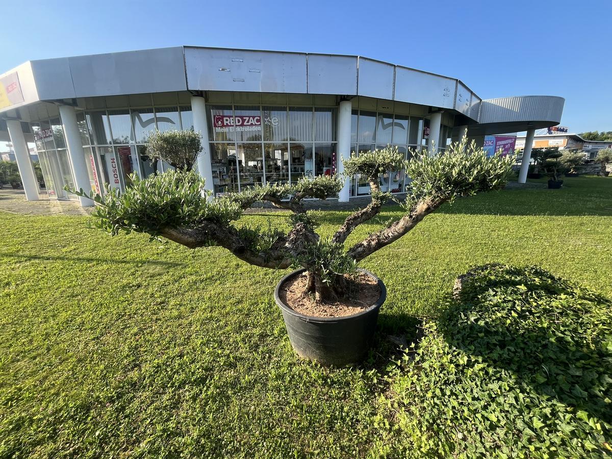 Olive Pon Pon, Herkunft Spanien, Breite 300 cm, H&ouml;he 160 cm?d=2026-06-26 21:33:26