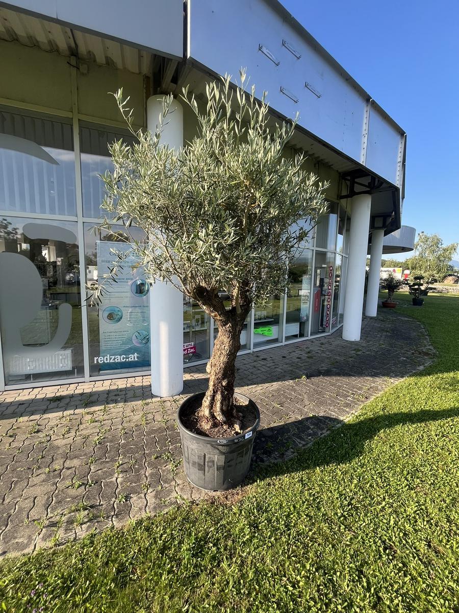 Olivenbaum, Stammumfang 90-100 cm, H&ouml;he 220 cm?d=2026-06-26 21:33:27