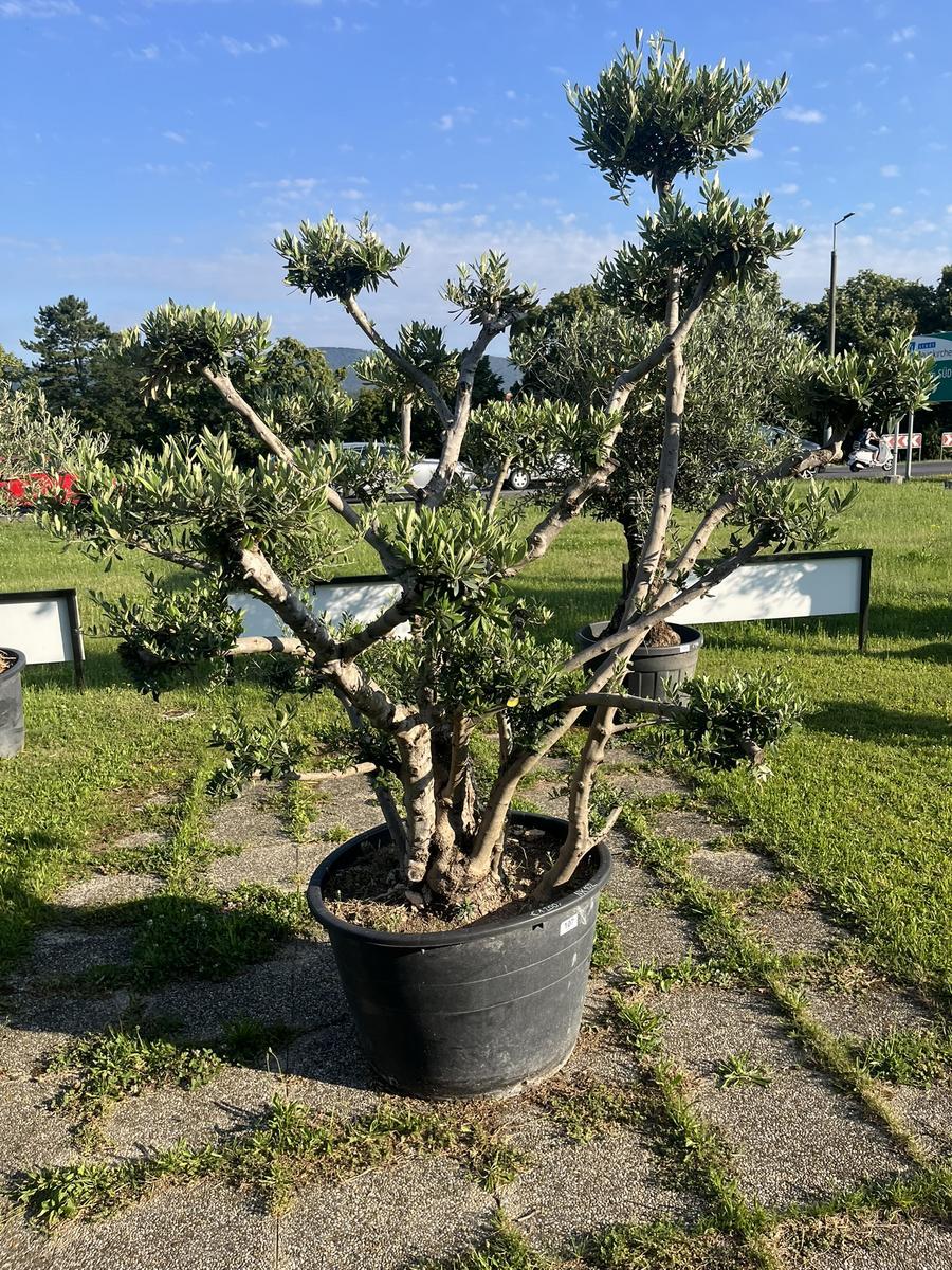 Olivenbaum, Breite 200 cm, H&ouml;he 200 cm
