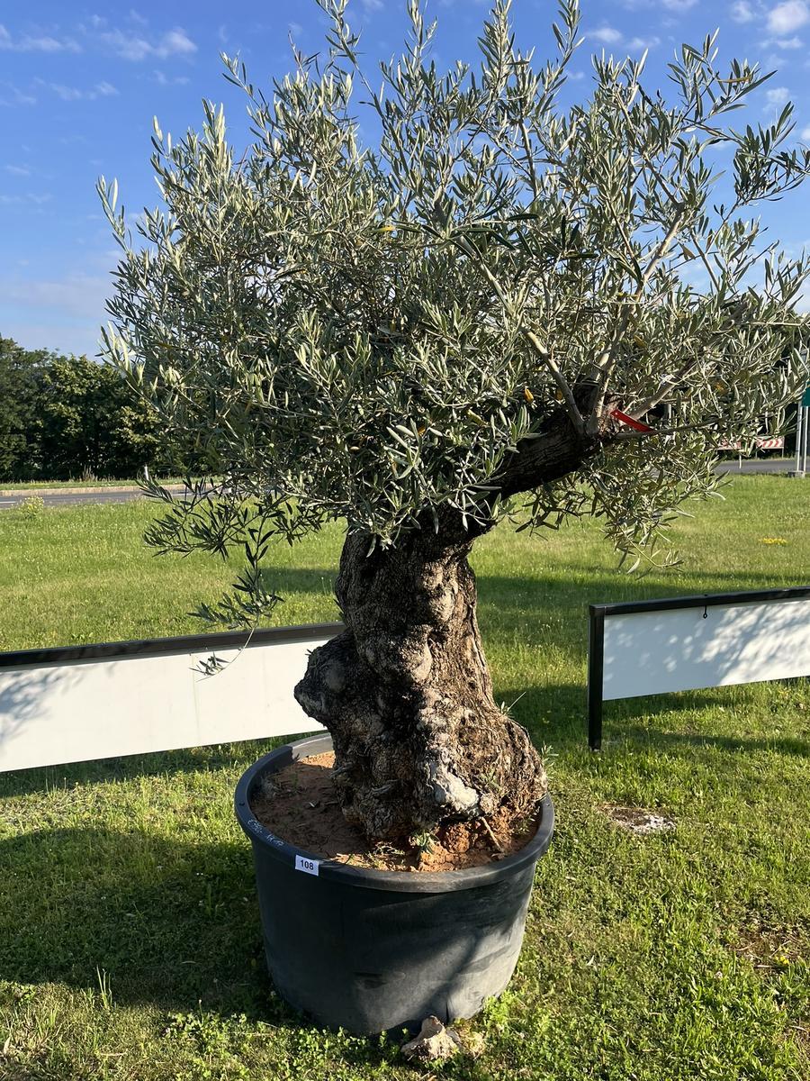 Olivenbaum, Stammumfang 180-190 cm, H&ouml;he 220 cm?d=2026-06-26 21:34:45