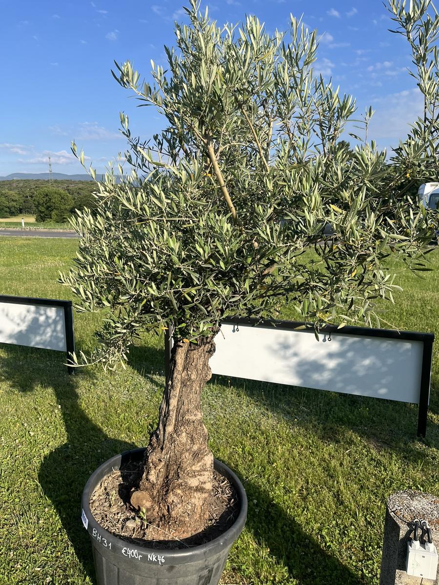 Olivenbaum, Herkunft Spanien, Stammumfang 80-90 cm, H&ouml;he 200 cm?d=2026-06-26 21:34:56