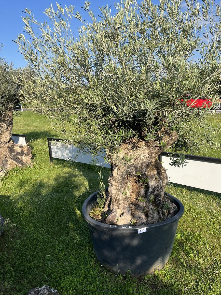 Olivenbaum, Stammumfang 160-170 cm, H&ouml;he 220 cm?d=2026-06-26 21:34:54