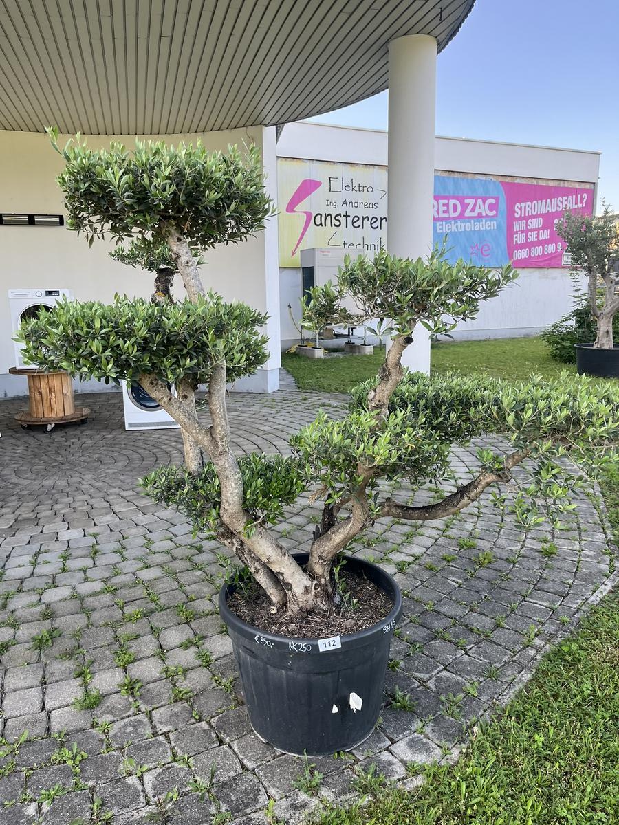 Olivenbaum Pon Pon, Breite 180 cm, H&ouml;he 200 cm