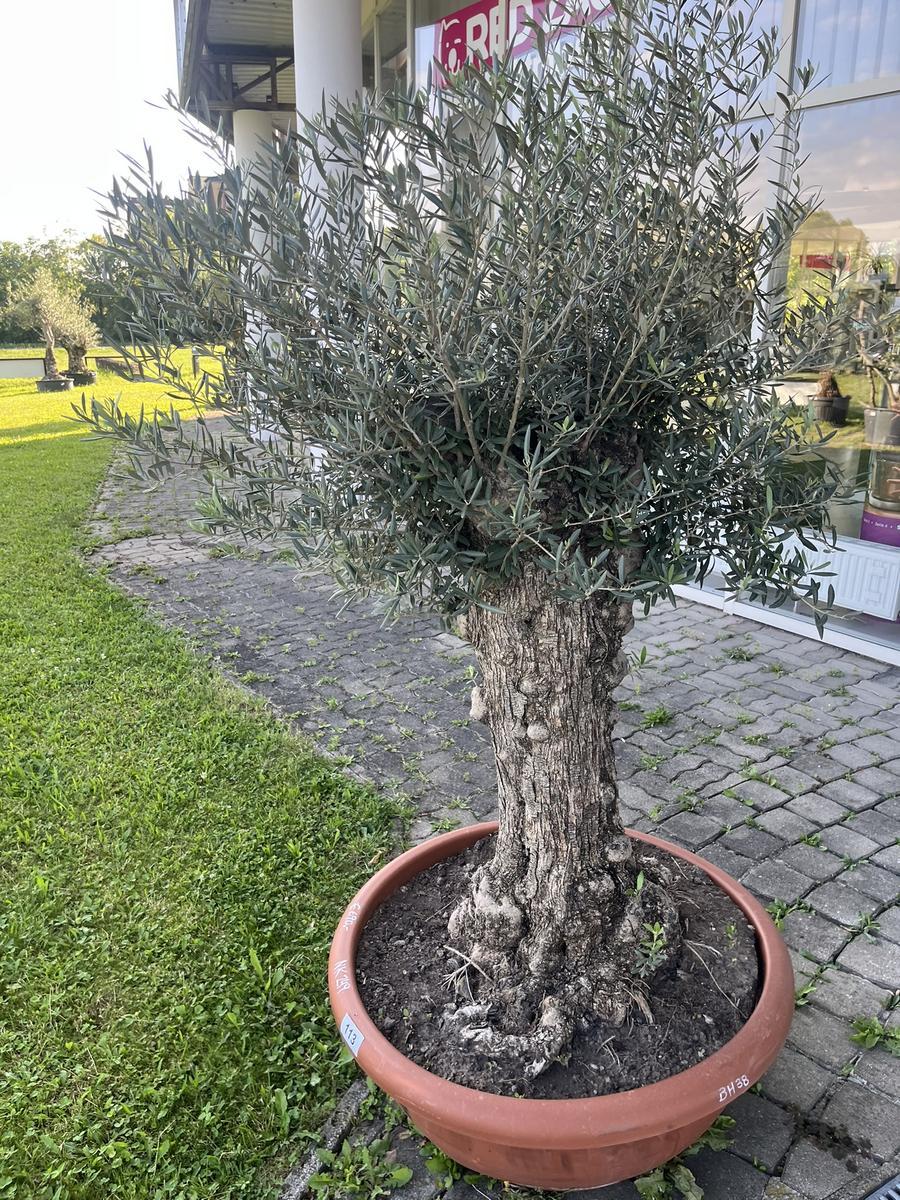 Olivenbaum, Stammumfang 80-90 cm, H&ouml;he 180 cm