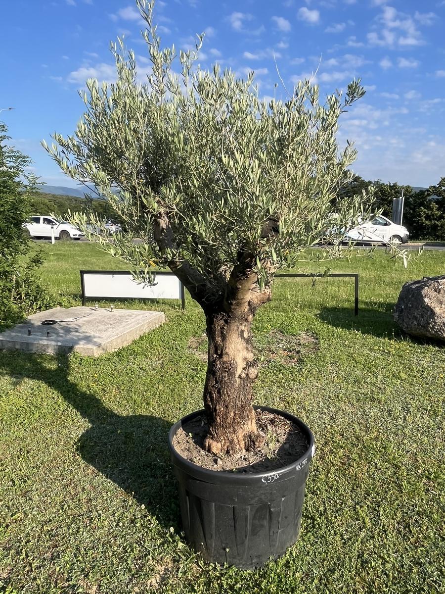 Olivenbaum Pon Pon, Stammumfang 80-90 cm, H&ouml;he 220 cm