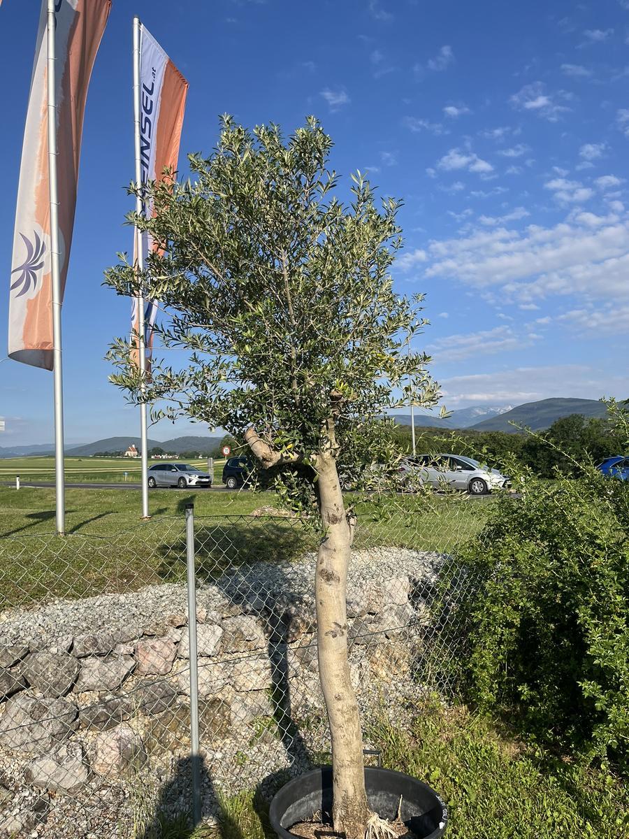 Olivenbaum, Stammumfang 40-50 cm, H&ouml;he 250 cm