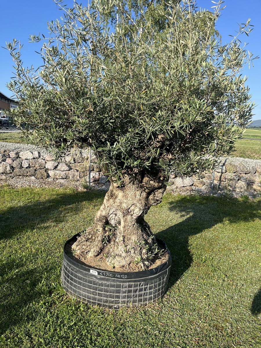 Olivenbaum, Stammumfang 150-170 cm, H&ouml;he 220 cm