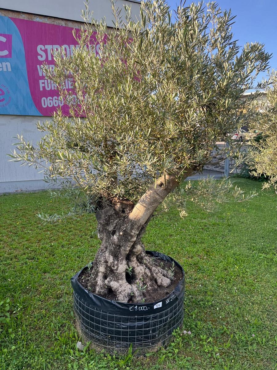 Olivenbaum, Stammumfang 120 cm, H&ouml;he 220 cm?d=2026-06-26 21:34:54