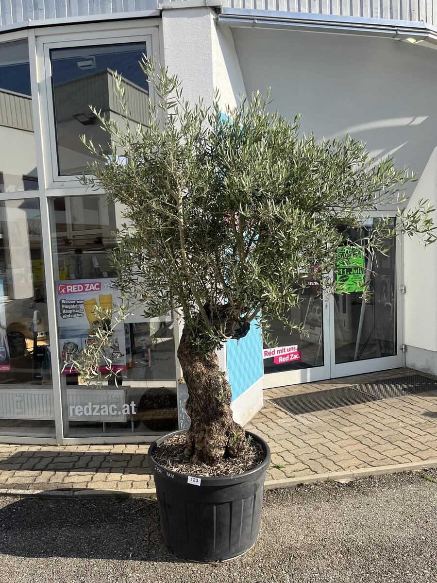 Olivenbaum, Stammumfang 70-80 cm, H&ouml;he 220 cm?d=2026-06-26 21:34:55