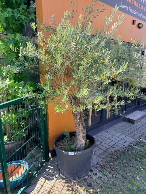 Olivenbaum, Stammumfang 30-40 cm, H&ouml;he 200 cm?d=2026-06-26 21:34:06