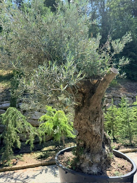 Olivenbaum, Stammumfang 160-180 cm, H&ouml;he 240 cm?d=2026-06-26 21:35:20