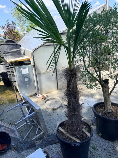 Trachycarpus, Stammh&ouml;he 60-80 cm, H&ouml;he 180 cm?d=2026-06-26 21:34:55
