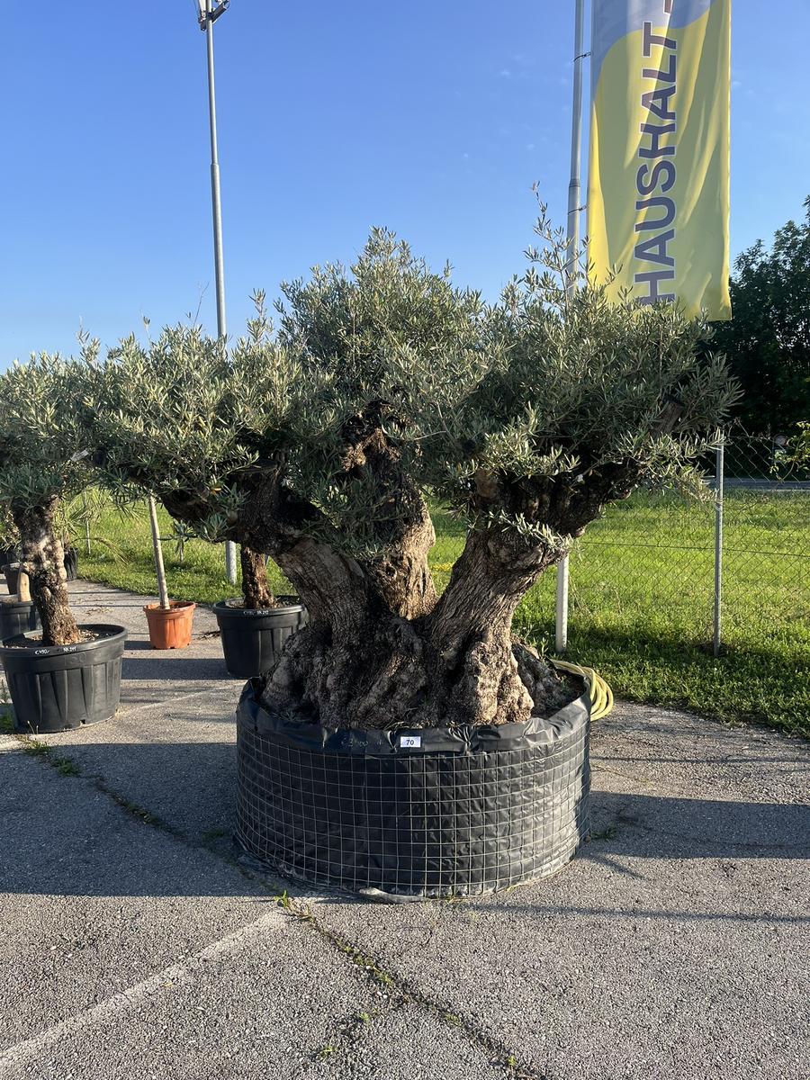 Olivenbaum, Herkunft Spanien, Nr. BH 2, Stammumfang 270-290 cm, H&ouml;he 200 cm?d=2026-06-26 21:34:46