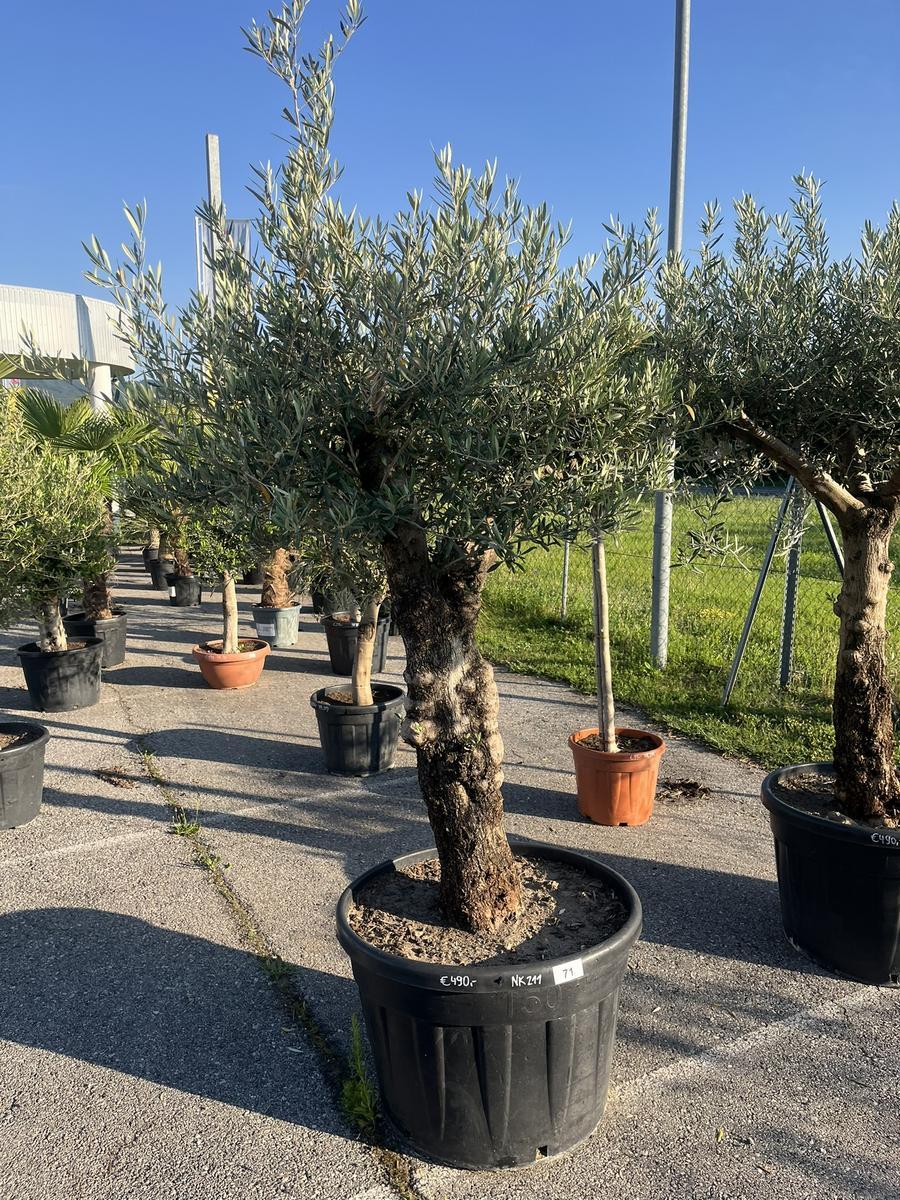 Olivenbaum, Herkunft Spanien, Nr.BH 23, Stammumfang 55-60 cm, H&ouml;he 200 cm?d=2026-06-26 21:34:06