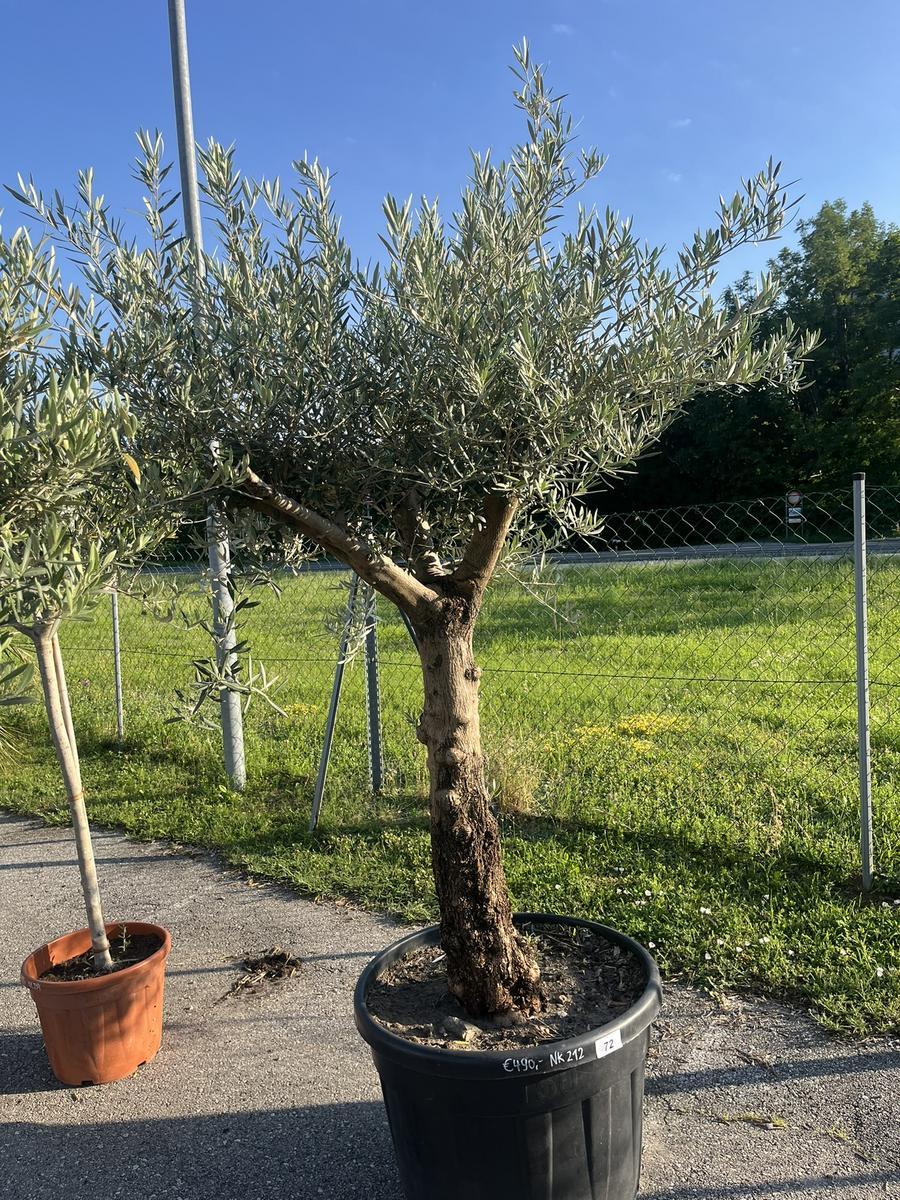 Olivenbaum, Herkunft Spanien, Nr.BH 20, Stammumfang 55-60 cm, H&ouml;he 200 cm