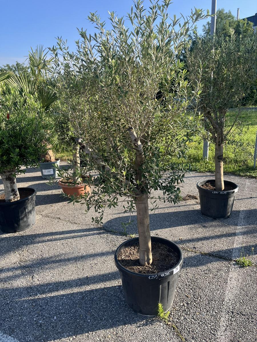 Olivenbaum, Stammumfang 20-30 cm, H&ouml;he 180 cm?d=2026-06-26 21:34:05