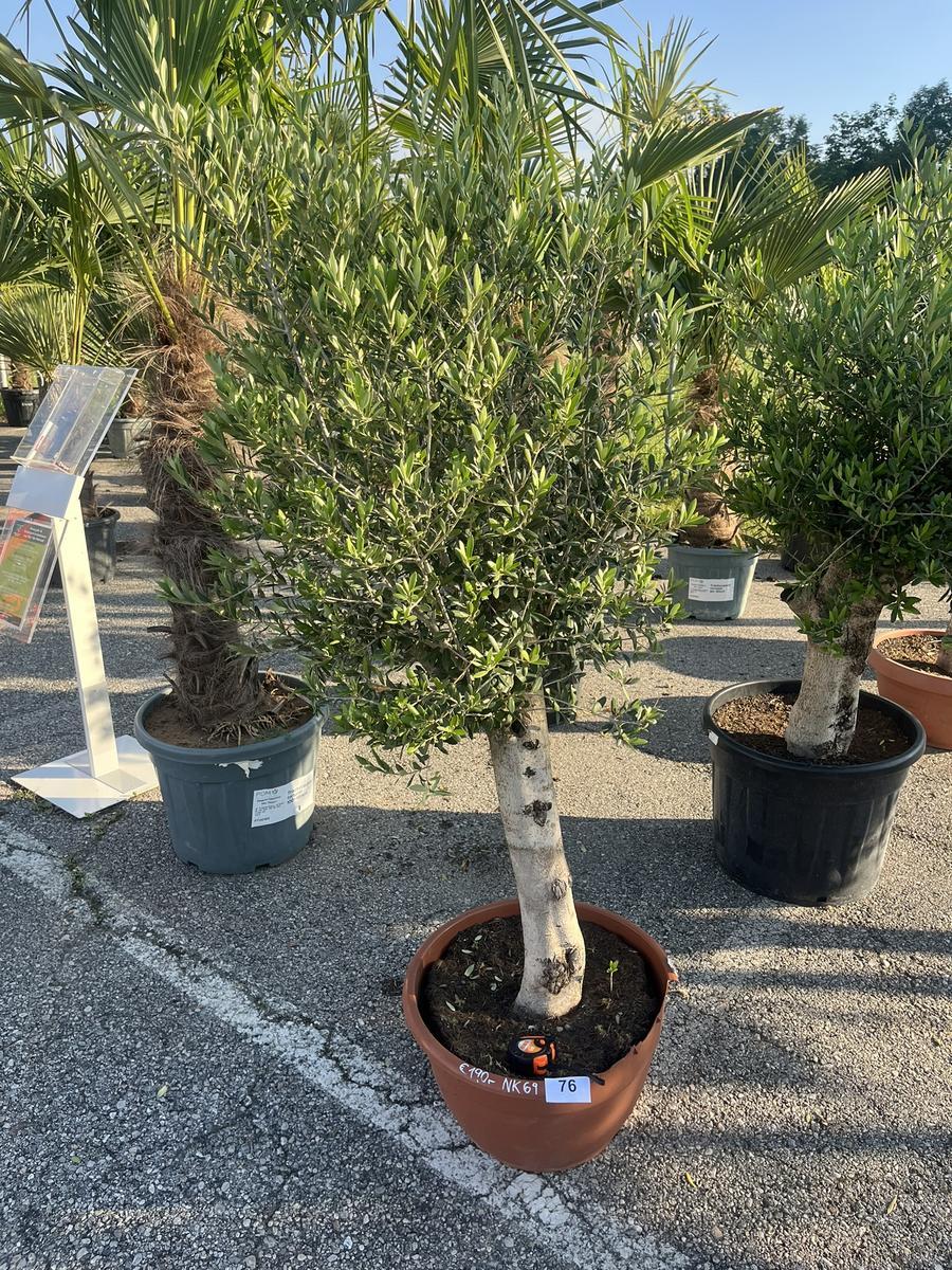 Olivenbaum, Stammumfang 30-40 cm, H&ouml;he 150 cm?d=2026-06-26 21:32:44