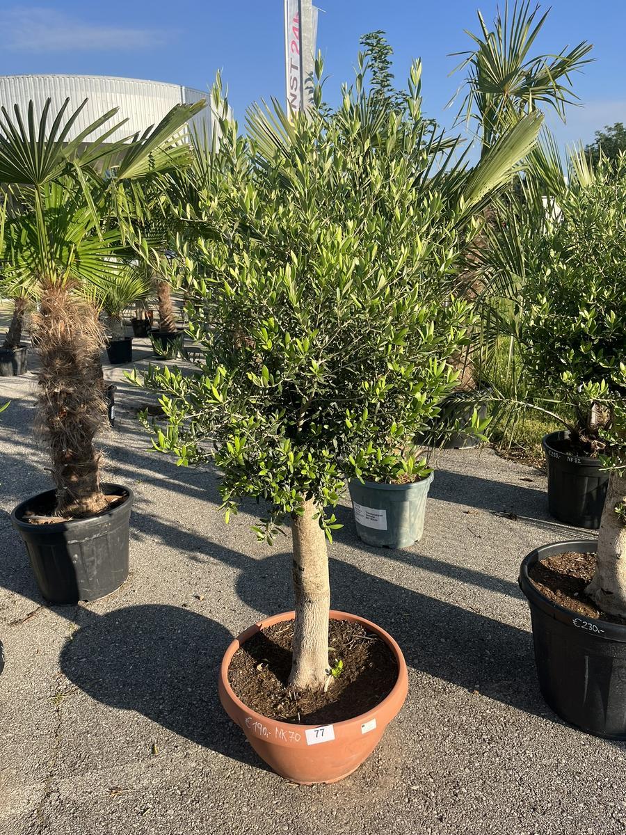 Olivenbaum, Stammumfang 30-40 cm, H&ouml;he 150 cm?d=2026-06-26 21:34:44