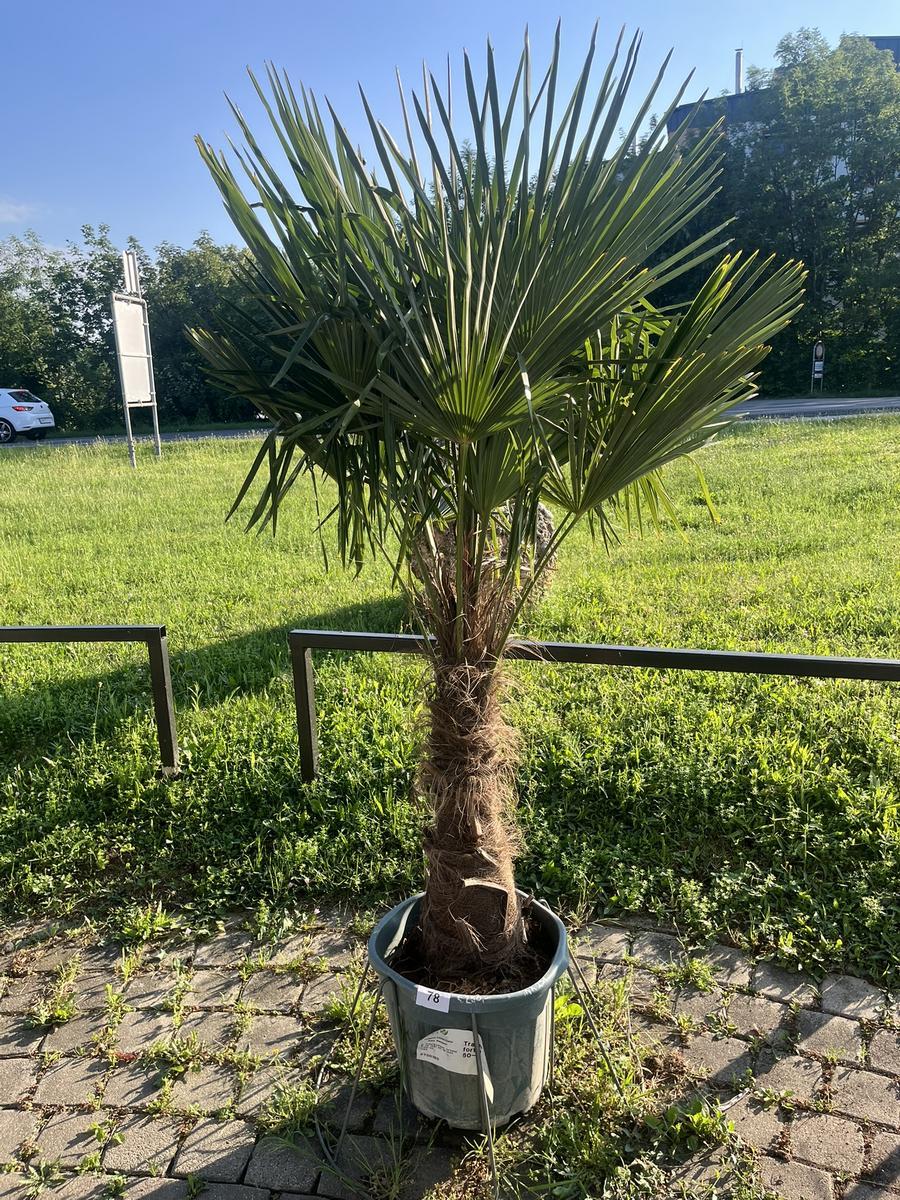 Trachycarpus, Stammh&ouml;he 60-80 cm, H&ouml;he 200 cm?d=2026-06-26 21:33:26