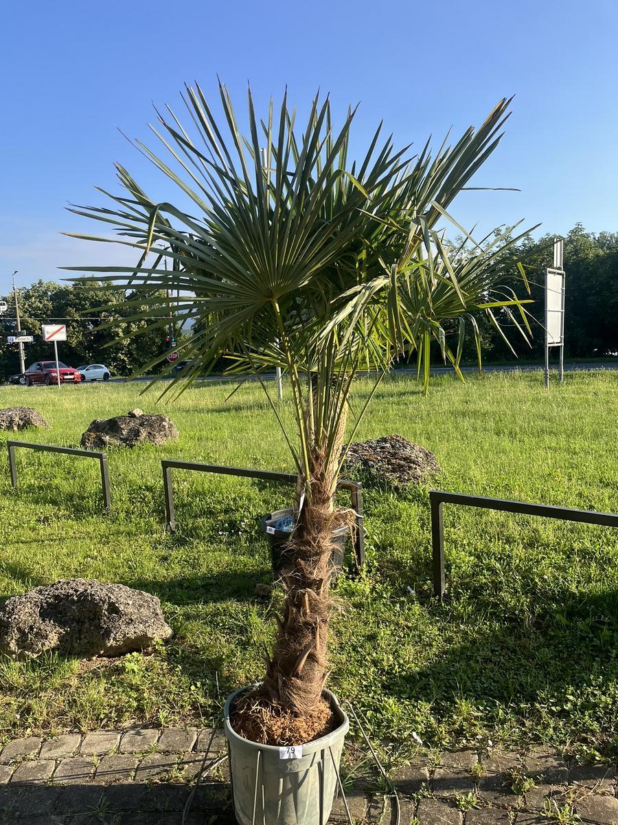 Trachycarpus, Stammh&ouml;he 60-80 cm, H&ouml;he 200 cm?d=2026-06-26 21:32:43