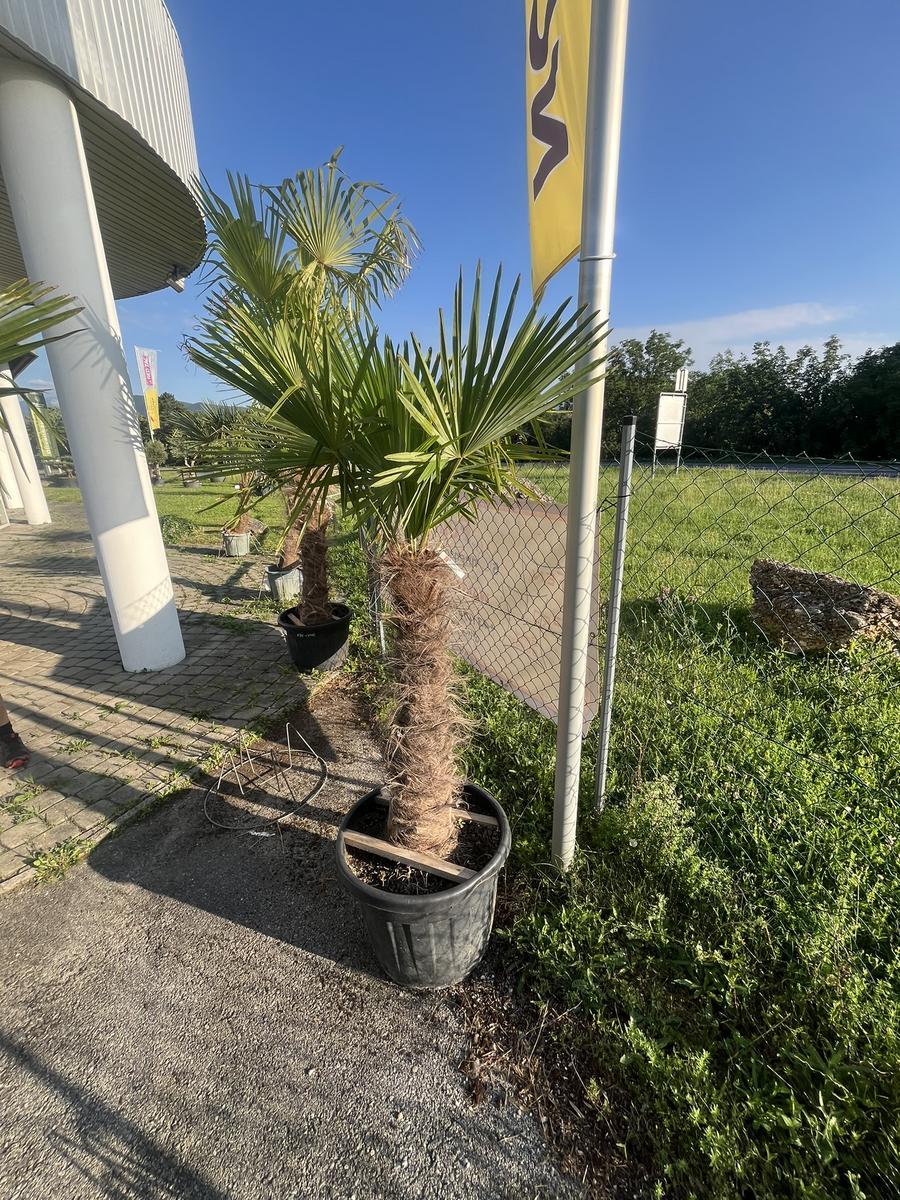 Trachycarpus, Stammh&ouml;he 60-80 cm, H&ouml;he 200 cm