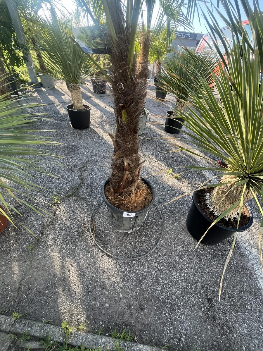 Trachycarpus, Stammh&ouml;he 50-60 cm, H&ouml;he 220 cm